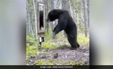 Bear Sees Its Reflection In Mirror What Happened Next Leaves Internet In Splits