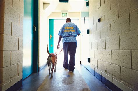 Inside The California Prison Where Inmates Train Rescue Dogs