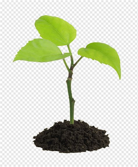 Plant Graphy Soil Seedling Others Leaf Plant Stem Root Png PNGWing