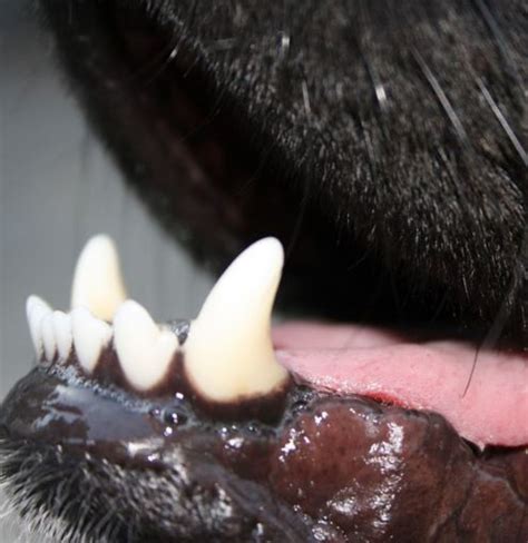 Dog Jaw Cancer Dogs Health Problems