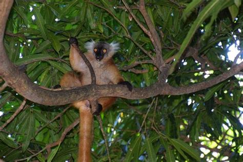 Lemur Tours Antananarivo 2019 All You Need To Know Before You Go