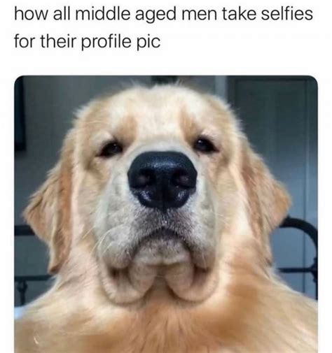 Dog Memes 35 Pics
