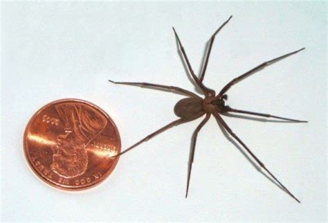 (c.c.) en cualquier caso, la violinista es una araña poco común que prefiere ambientes cálidos y secos como los de méxico, chile o argentina. La araña violinista - Dónde habita y los efectos de su ...