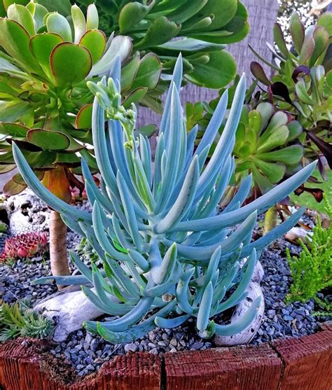 Best Outdoor Succulents Improve Your Garden Scenery Now Https