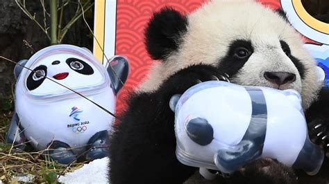 The Olympic Mascot Evokes Chinas History Of Panda Diplomacy