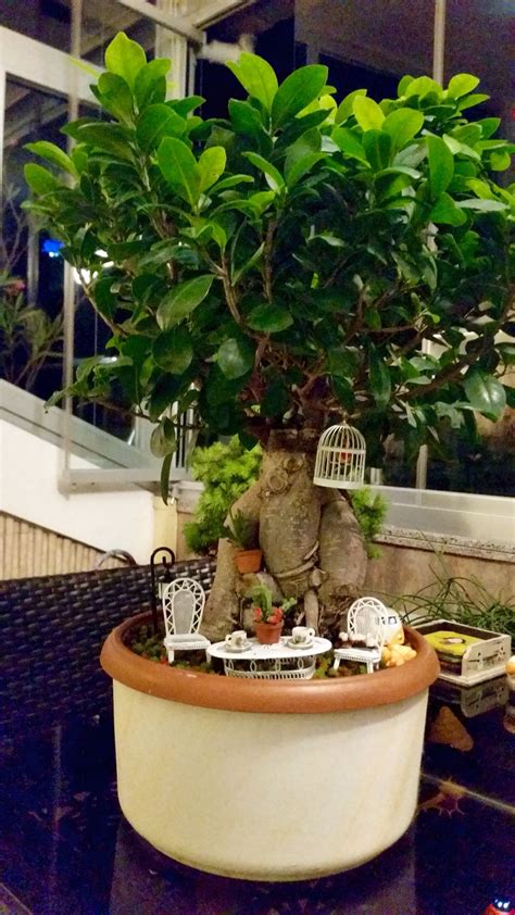 Up diliman quezon city notes i really wanted to have a garden venue but since we are on a tight budget and we're paying for our wedding expenses. Bonsai,mini garden | Mini garden, Bonsai, Planter pots