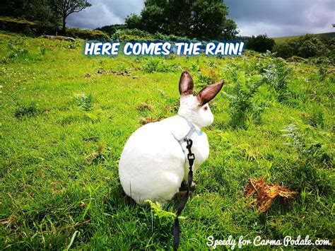 Carma Poodale Bunny Memethe Weather