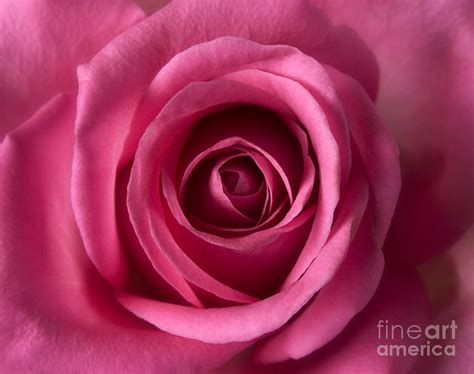 Pink Perfection Roses Flowers Macro Fine Art Photography