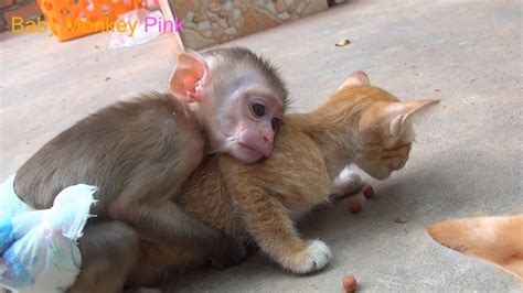 Funny Monkey Cute Baby Monkey Pink Play Happy With Cat