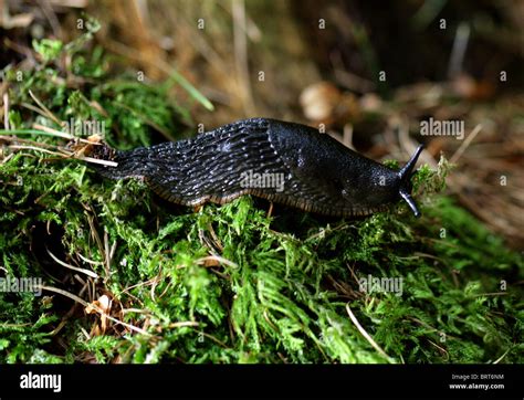 Black Slug Black Arion European Black Slug Or Large Black Slug Arion