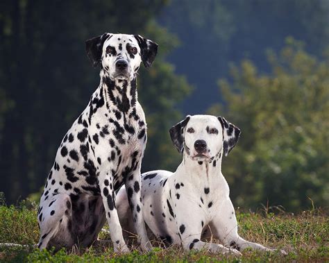 6 Things You Didnt Know About The Dalmatian By Bornpet Medium
