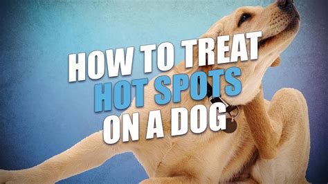 How To Treat Dog Hot Spots Petswall