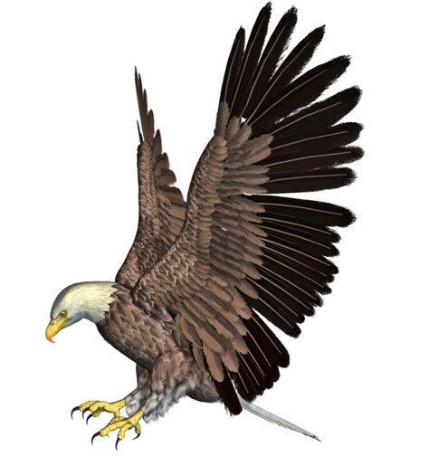 Transparent Eagle Png Download Hd Wallpapers
