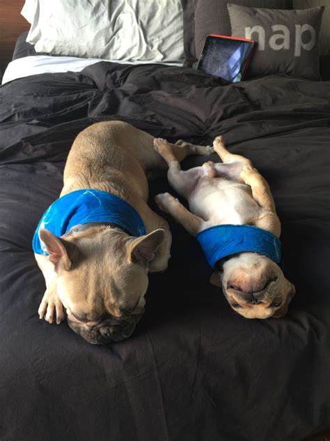 French Bulldog Bliss Frenchie Bulldog, French Bulldog Puppies, Pet