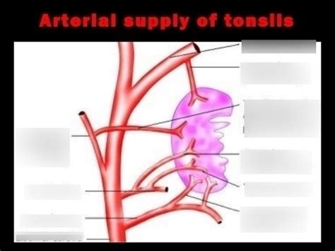 Arterial Supply Of Tonsils Diagram Quizlet