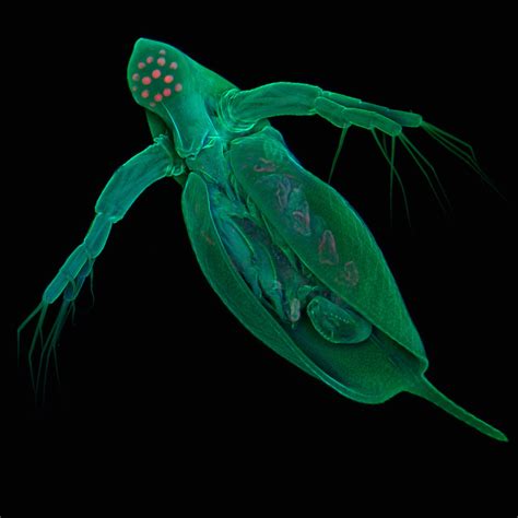 Daphnia Pulex Animals Microscopic Crustaceans