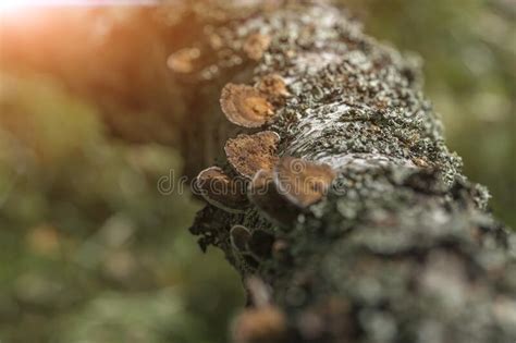 Mushrooms On A Tree Trunk In The Forest Stock Image Image Of