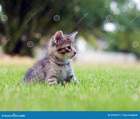 Kitten Playing In The Grass Stock Image Image Of Nature Grass 5475619