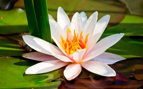 Nature Water Lily Hd Wallpaper
