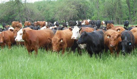 cattle farmers face tough choices the standard