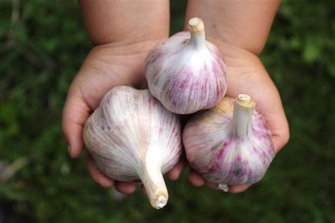However surface contamination alone may not pose a significant risk if the garlic is cooked. Garlic Varieties for Your Home Garden