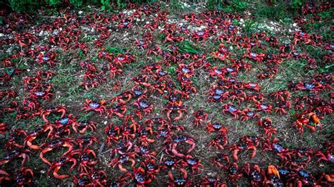Insane Christmas Island Crab Migration 2015 Pictures