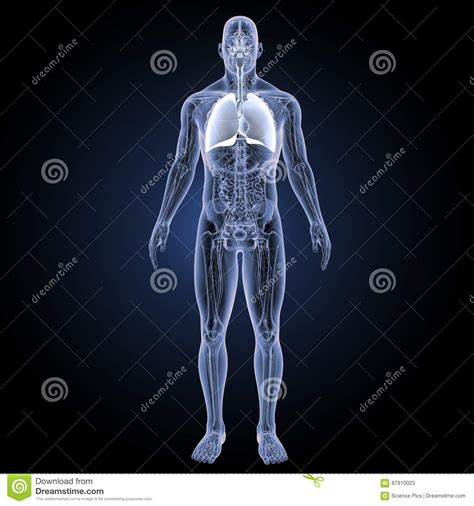 Apparato Respiratorio E Cuore Con La Vista Anteriore Di Anatomia Illustrazione Di Stock