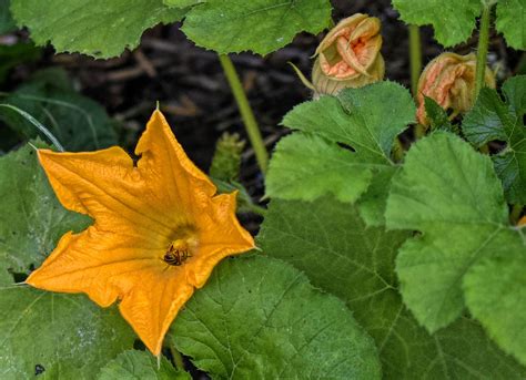 If you see a way this page can be updated or improved without compromising previous work, please feel free to contribute. Organic Spaghetti Squash In Bloom | Domestic Flower I got ...