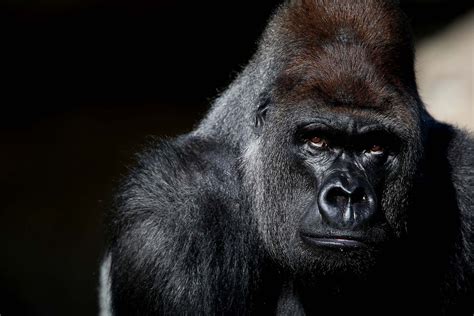 Animaux Gorille Fond Décran Gorille Gorille Dos Argenté Papier