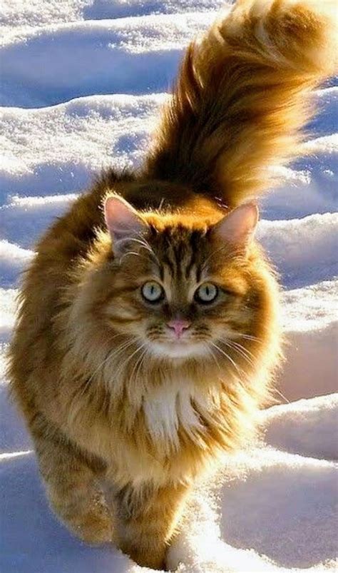 50 Most Beautiful Norwegian Forest Cat Photos And Images