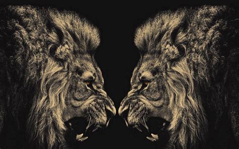 Lion Wallpapers Wallpaper Cave