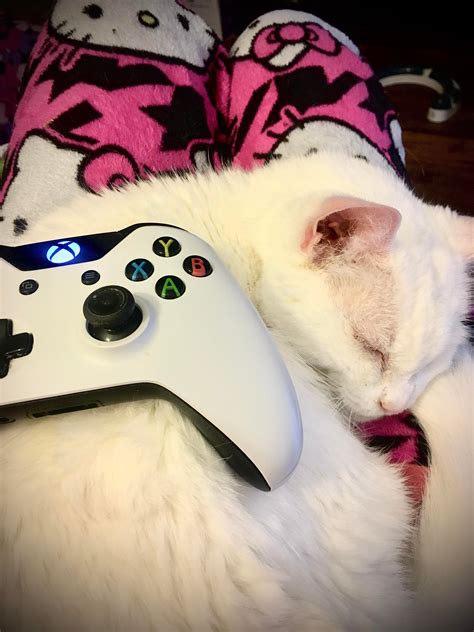 Heres A Cat And A Game Controller Upvotes To The Left Please R
