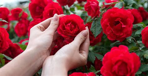 6 Cara Merawat Bunga Mawar Mudah Dan Cepat Berbunga
