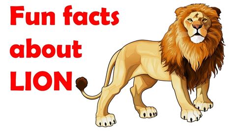 Lion Facts For Kids
