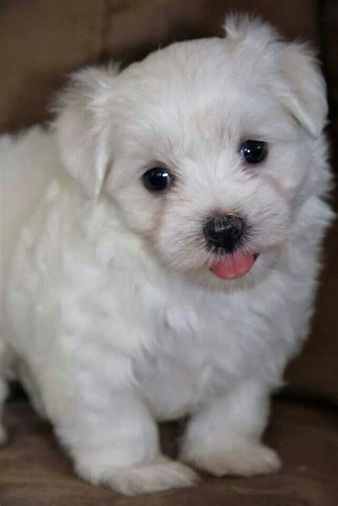 Buy top products on ebay. Pin de Katelyn Grace en Adorables! (con imágenes)
