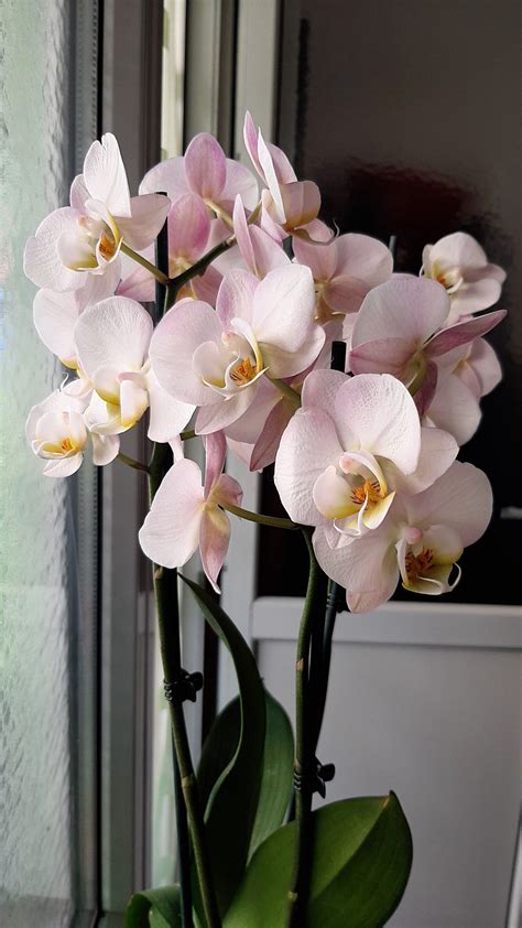 Orquídeas Conoce Todos Los Colores Y Sus Significados Architectural Digest