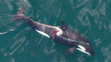 Young Killer Whale May Have Been Injured By Boat Propeller Cbc News