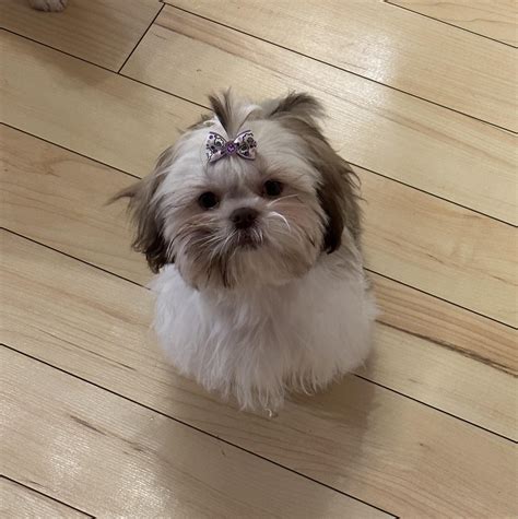 Shih Tzu Puppy First Hair Cut (want her to have a top knot) : r/doggrooming