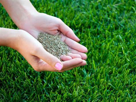 How long for a grass to germinate? How Long Does it Take for Grass Seed to Grow