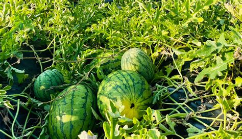 How To Tell If A Watermelon Is Ripe For Harvest Hobby Farms