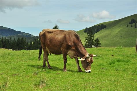 Free Photo Milk Cow Cow Alm Mountains Free Image On Pixabay 545694