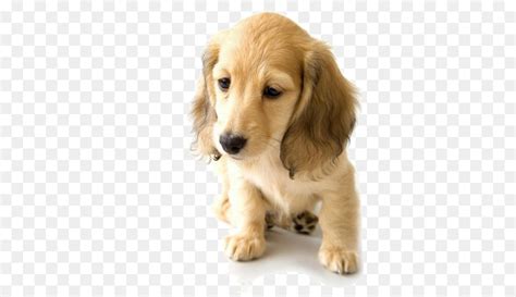 Golden retrievers always rank high among the most popular breeds in the united states. Golden Retriever Dachshund Puppy World Animal Day Pet - Sad Golden Retriever puppy png download ...