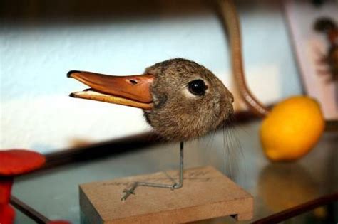 Pin On Taxidermy As An Art Form