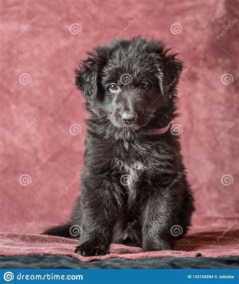 Long Haired Black German Shepherd Puppy Studio Stock Photo Image Of