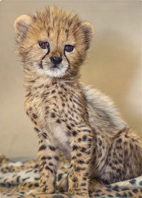 Adorable baby cheetah. | Baby cheetahs, Cute animal pictures, Cute animals
