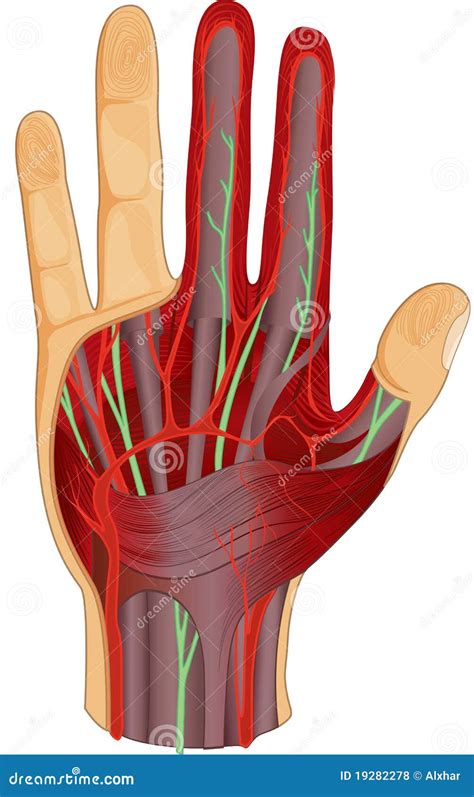 Anatomia Da Mão Nervos