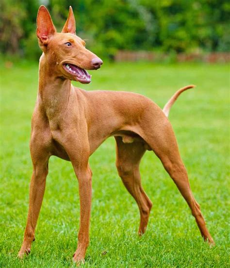 Pharaoh Hound Dog Breed Information And Images K9