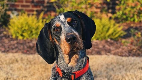 15 Historical Facts About Coonhounds You Might Not Know Page 3 Of 5