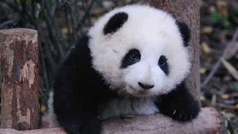 小仙女和花美颜特写 💋close Up Super Cute Baby He Hua Panda Hehua【大熊猫和花】 Youtube