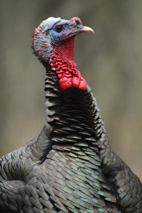 Türkiye cumhuriyeti ˈtyɾcije dʒumˈhuːɾijeti (listen)), is a transcontinental country straddling southeastern europe and. All of Nature: Turkey's Gobbling